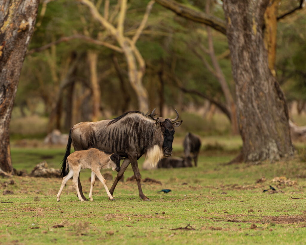 Antylopa gnu z młodym